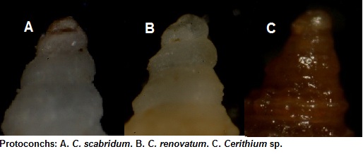 Cerithium sp.